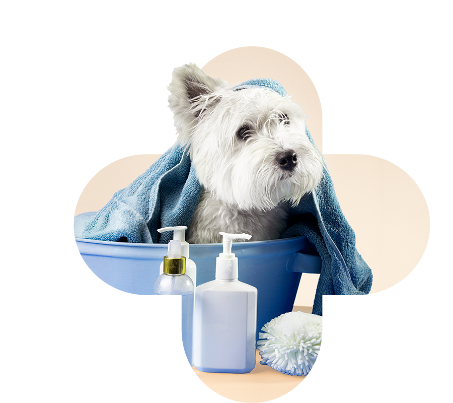 Un petit chien blanc, de race Westie, dans une bassine bleue, une serviette sur la tête, avec des produits de toilettage pour animaux.
